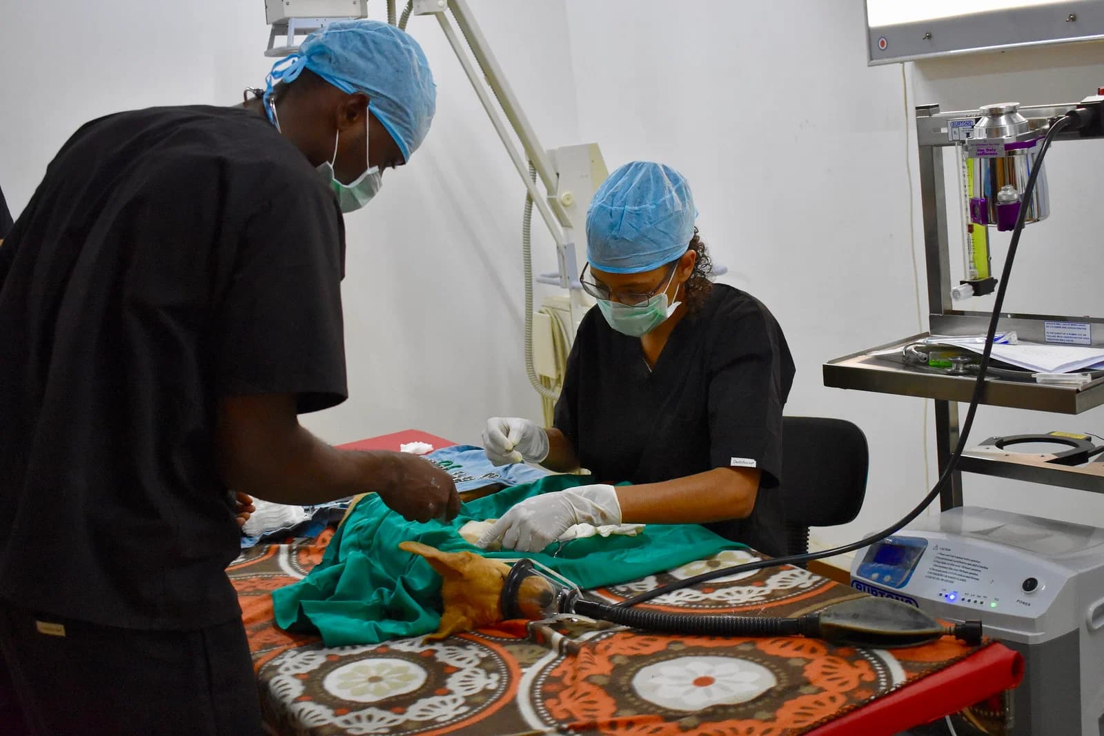 veterinarian