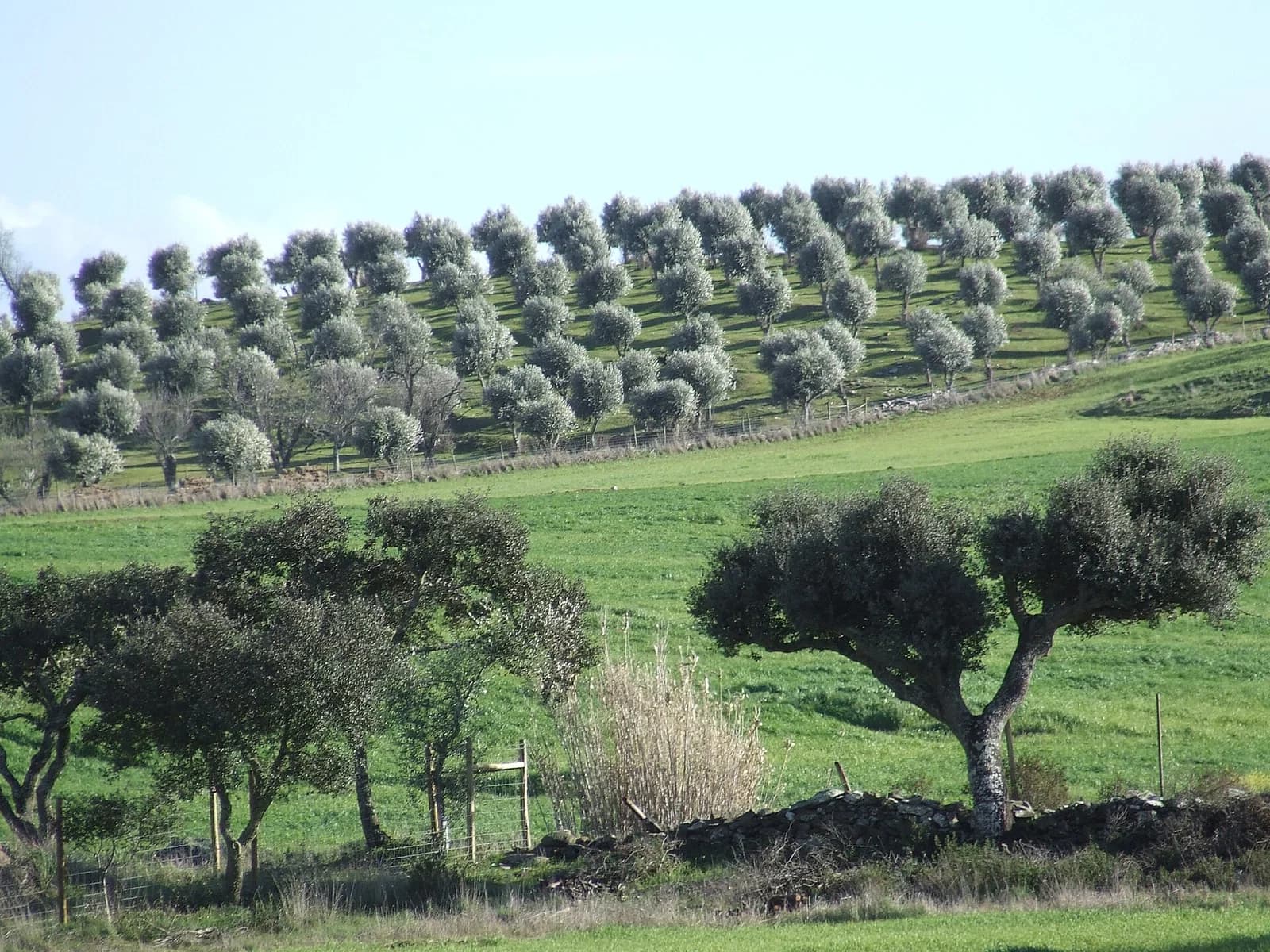 São Marcos da Ataboeira