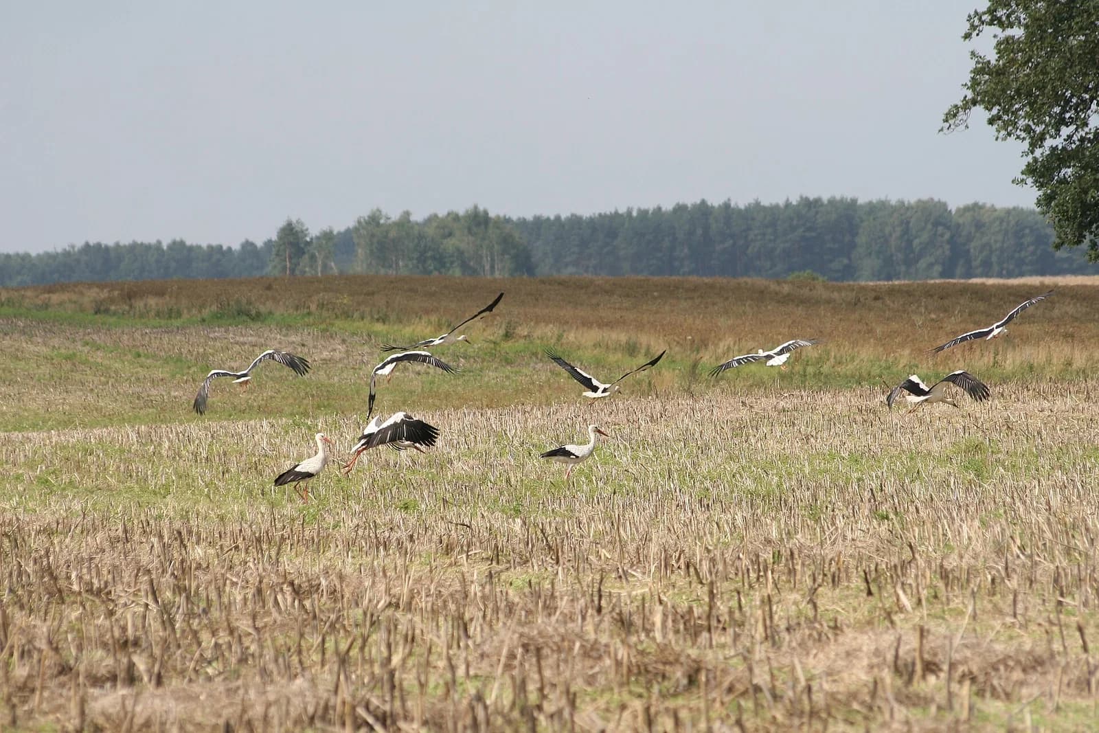 Pałówko