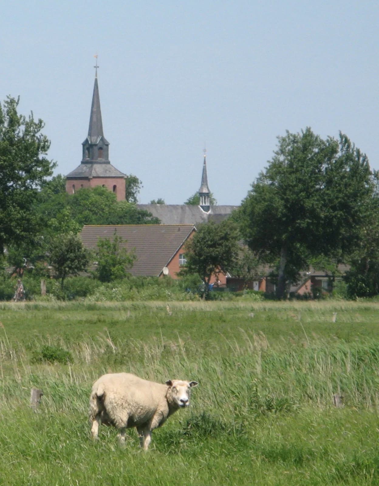 Oldenswort