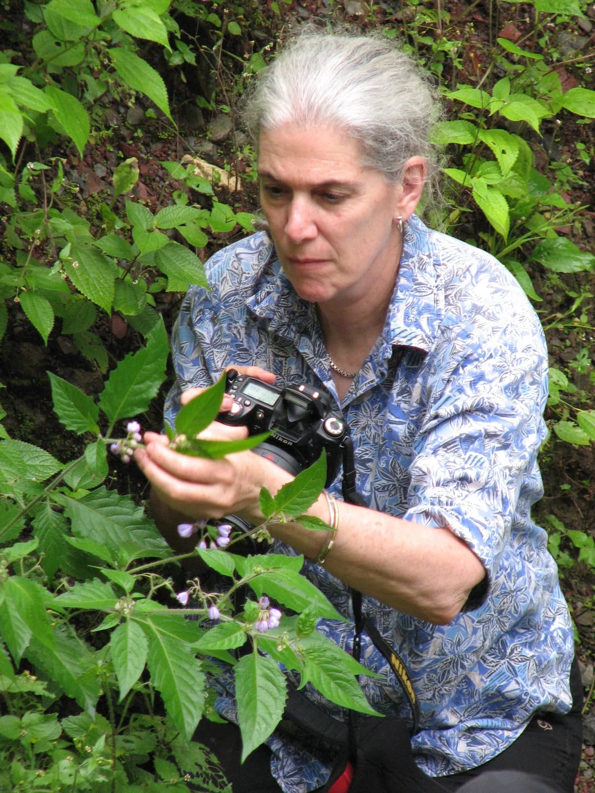 botanical collector