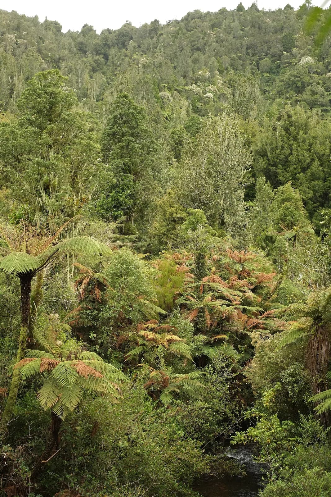 Pirongia