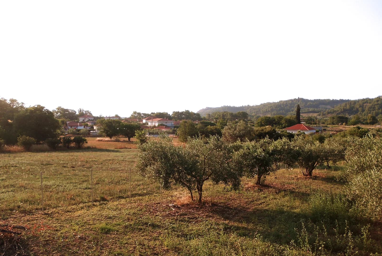 Kamária