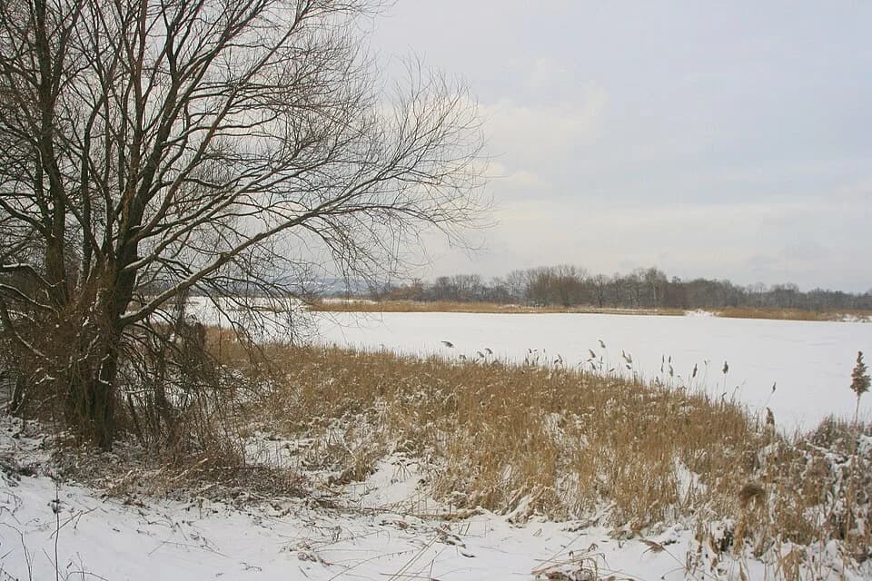 Przeciszów