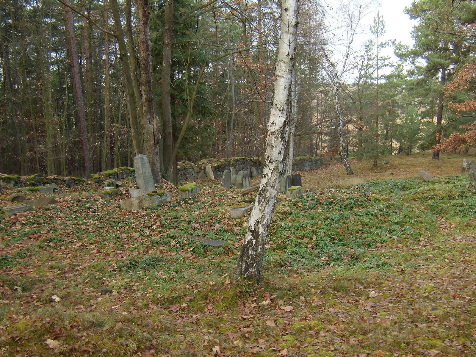Pňovany