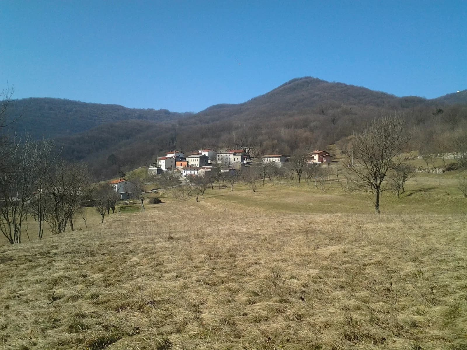Goljevica