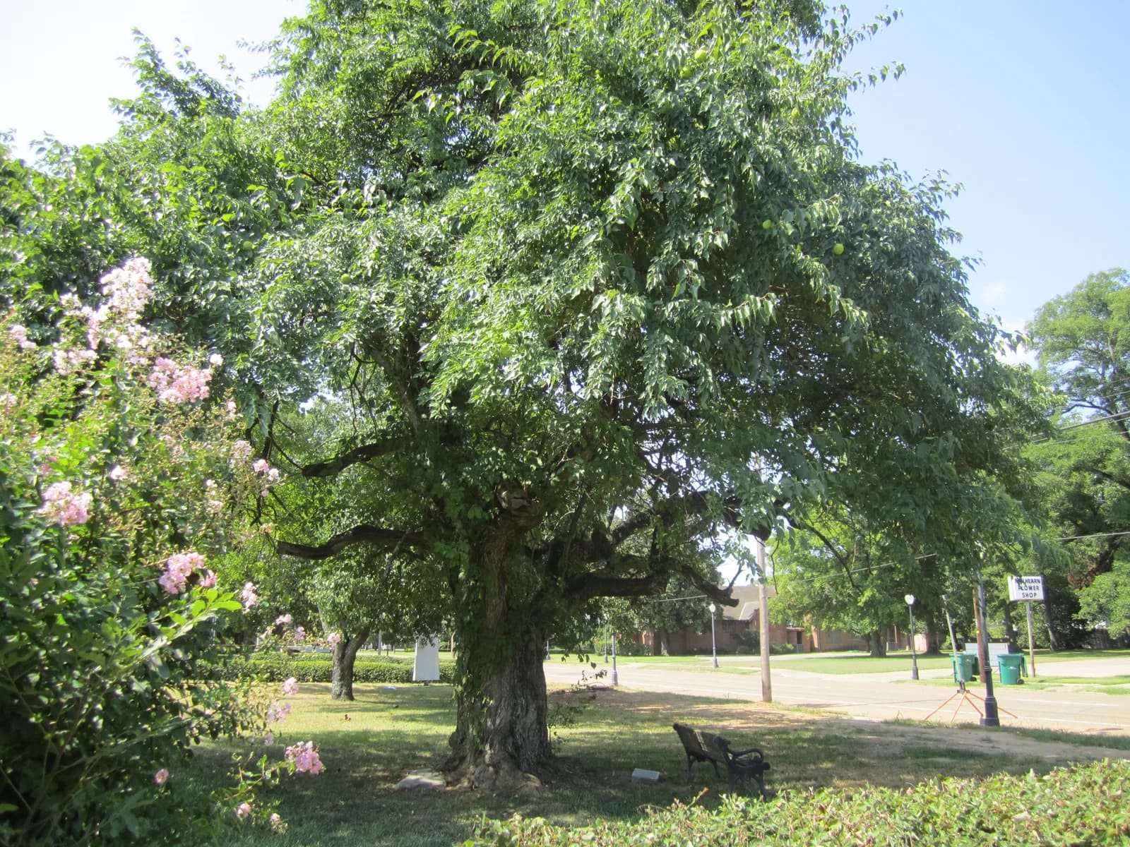 Rayville