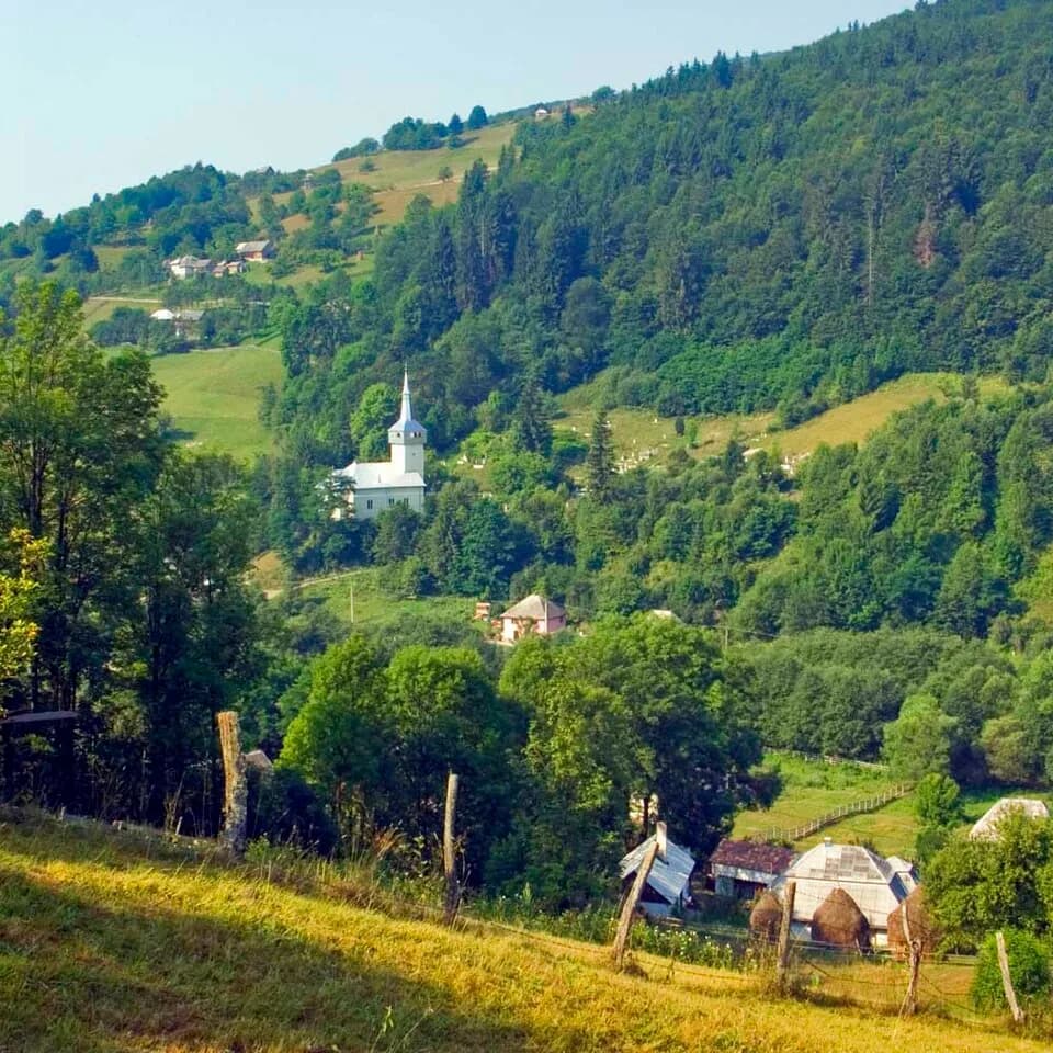 Cărpiniș