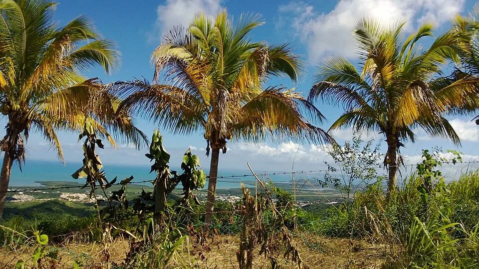 Ceiba