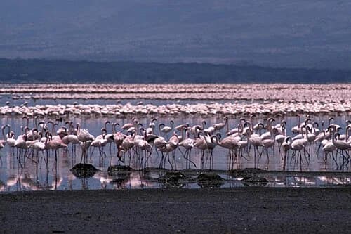 Kenya Lake System in the Great Rift Valley