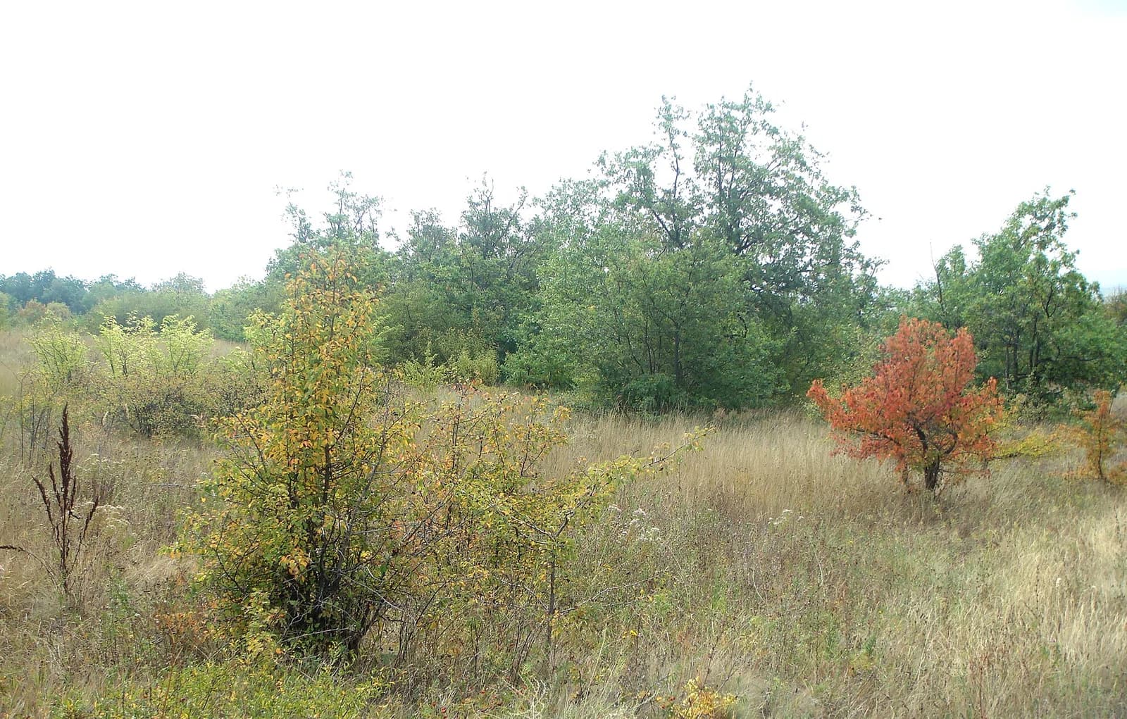 Miusynsk