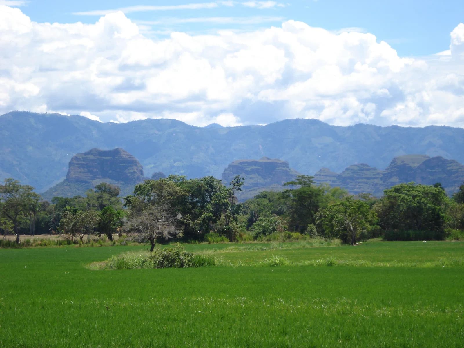 Ortega