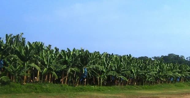 Zona Bananera