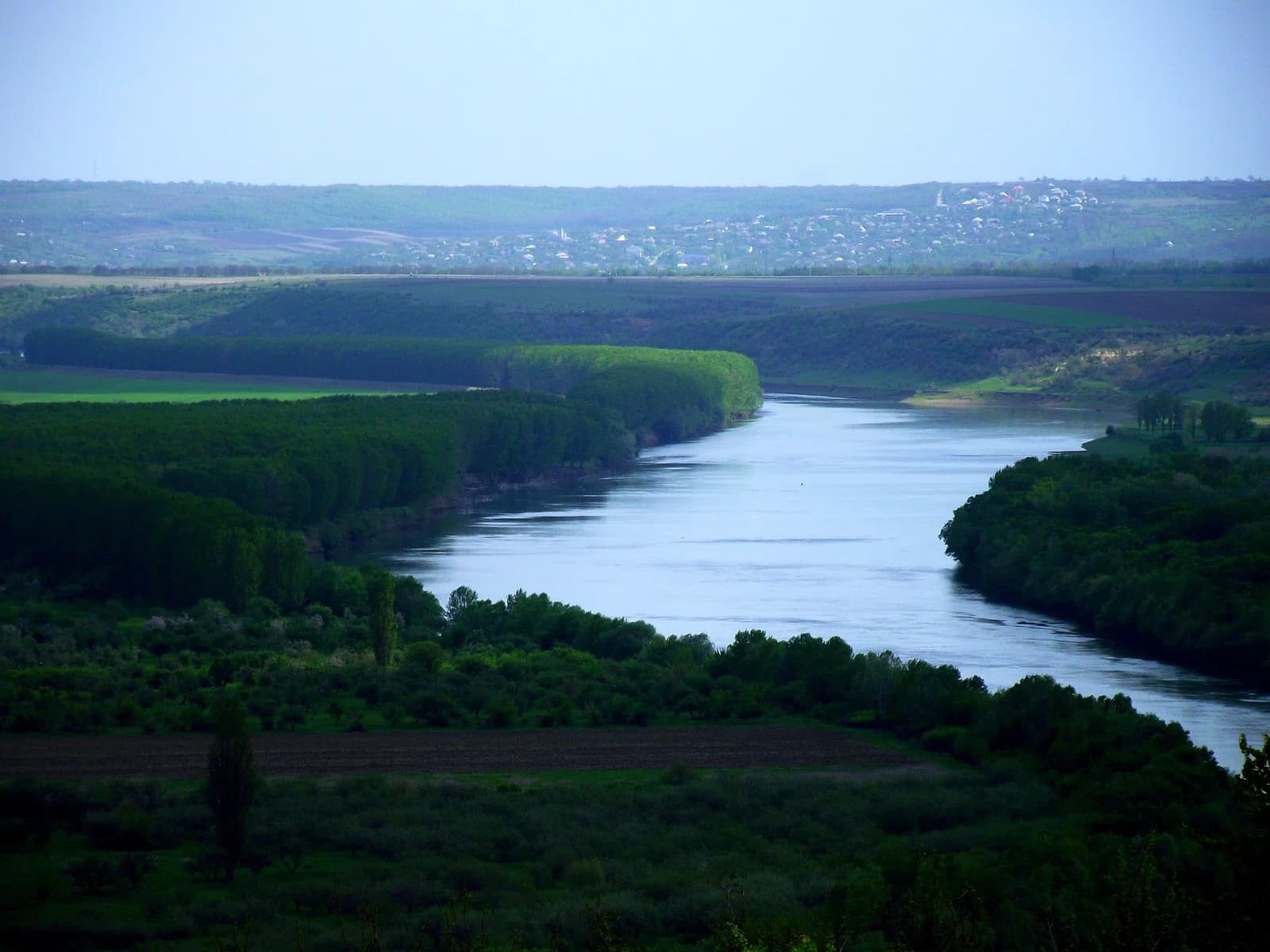 Calfa