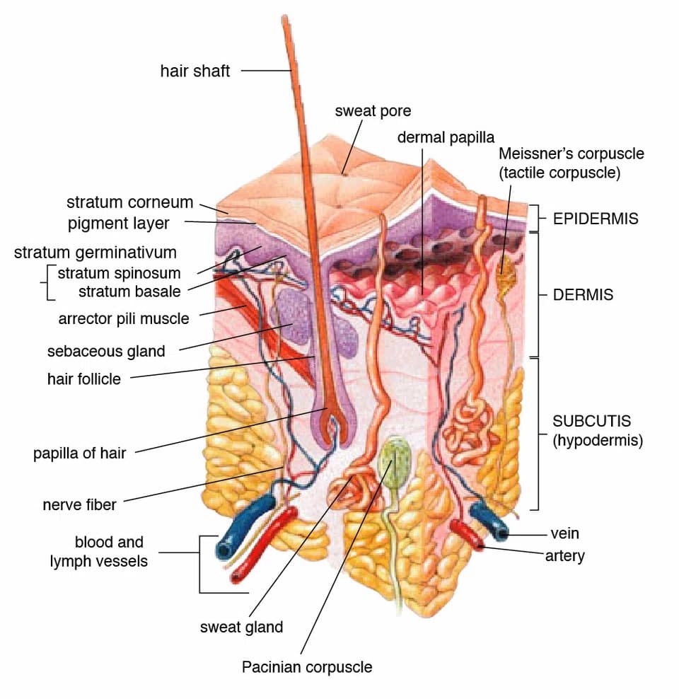 dermatologist