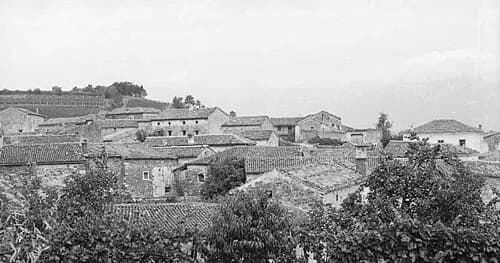 Podraga