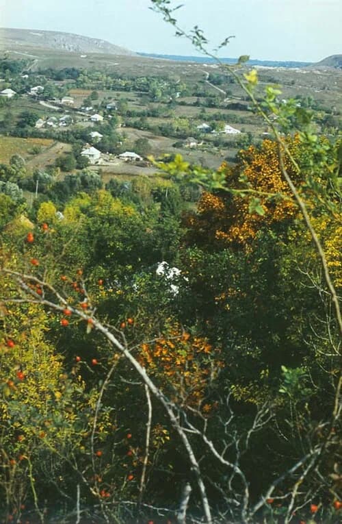 Severinovca
