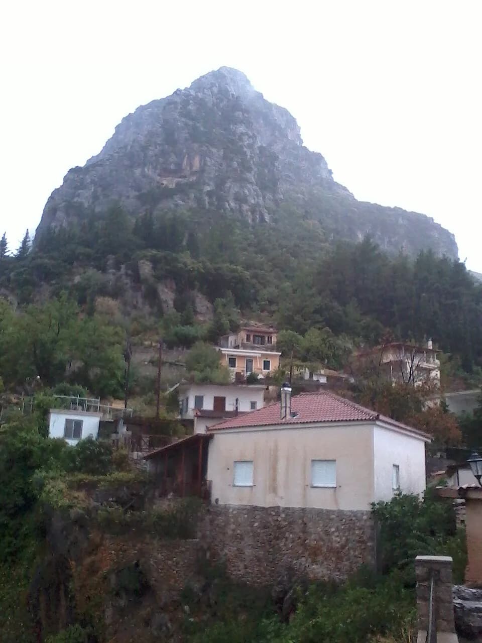 Tithorea