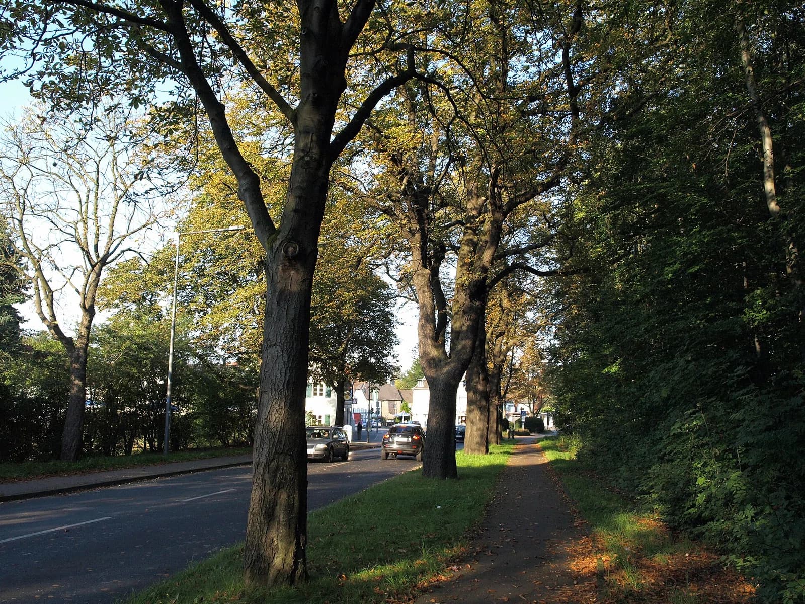 Dünnwald