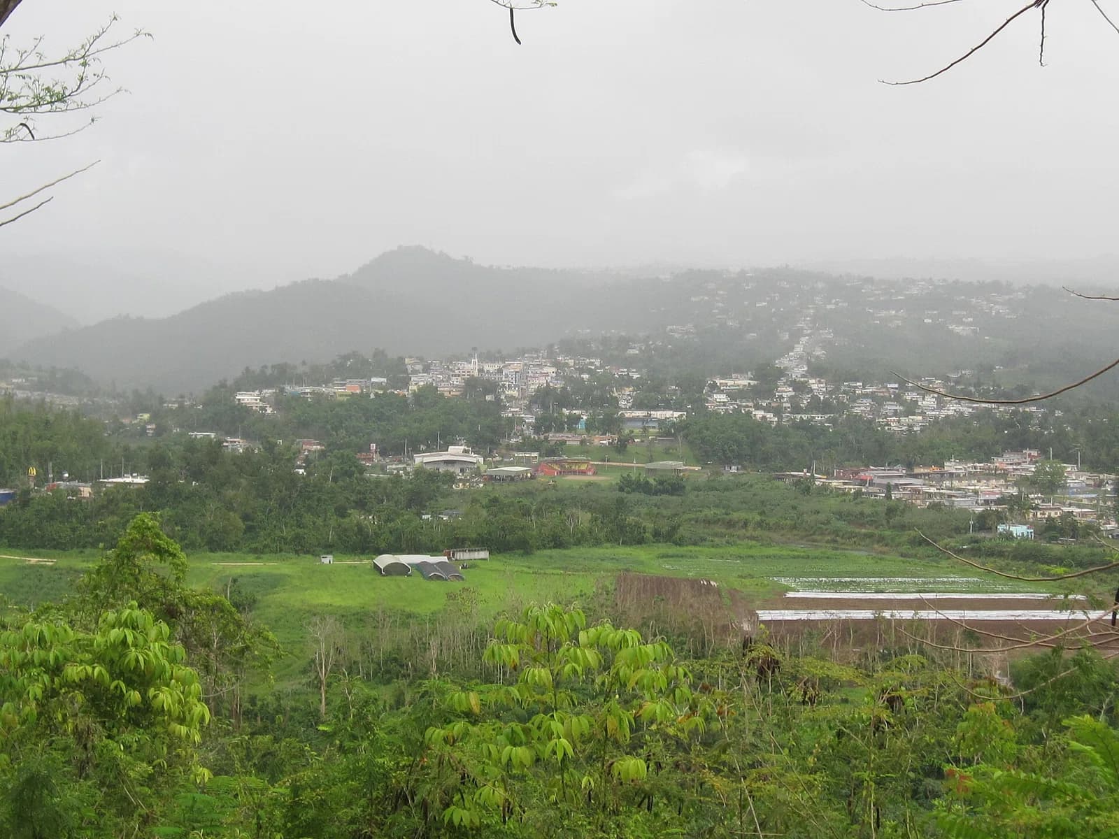 Ciales