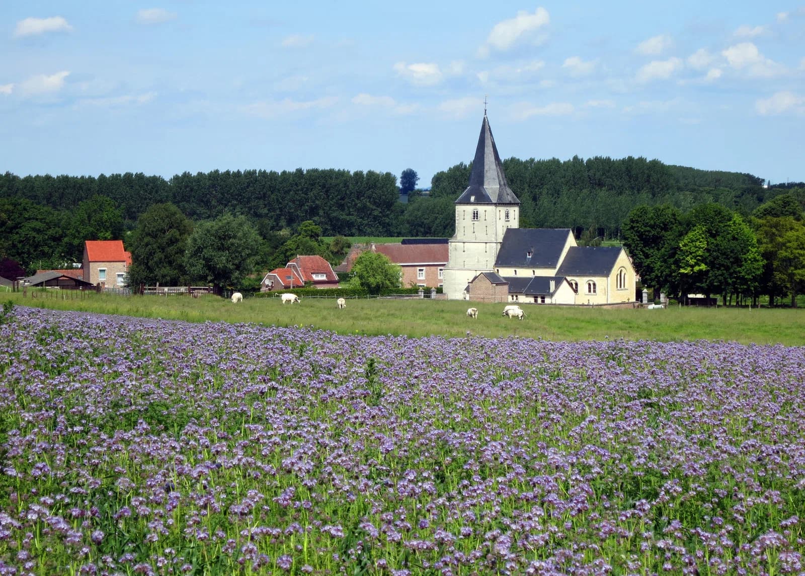 Wezeren