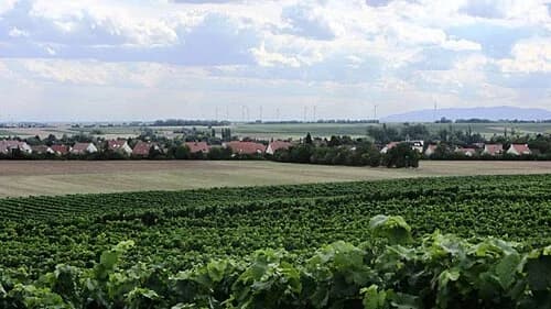 Leiselheim