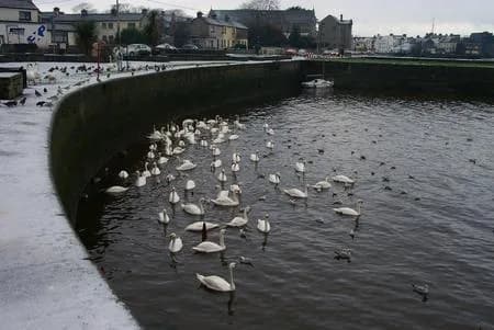 The Claddagh