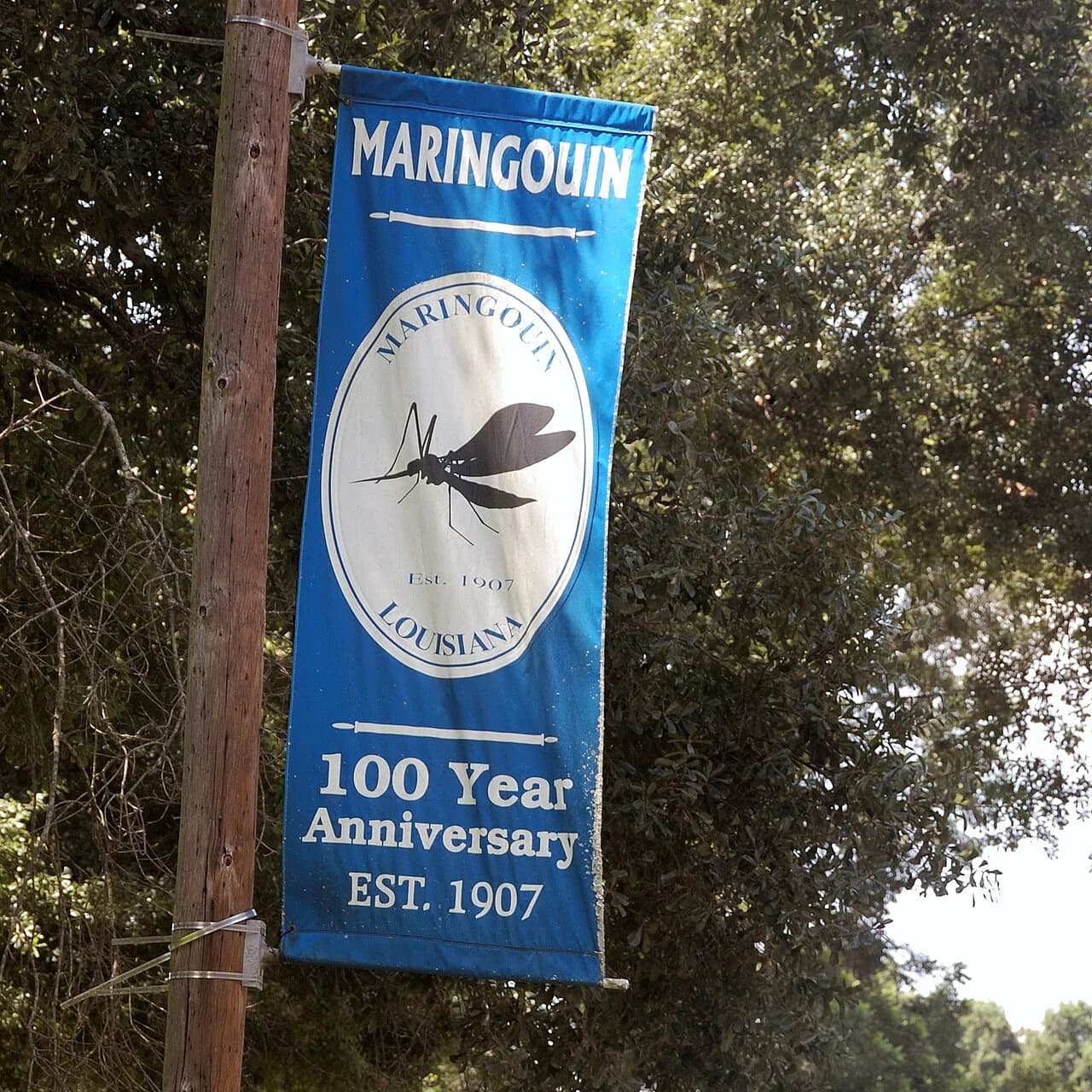 Maringouin