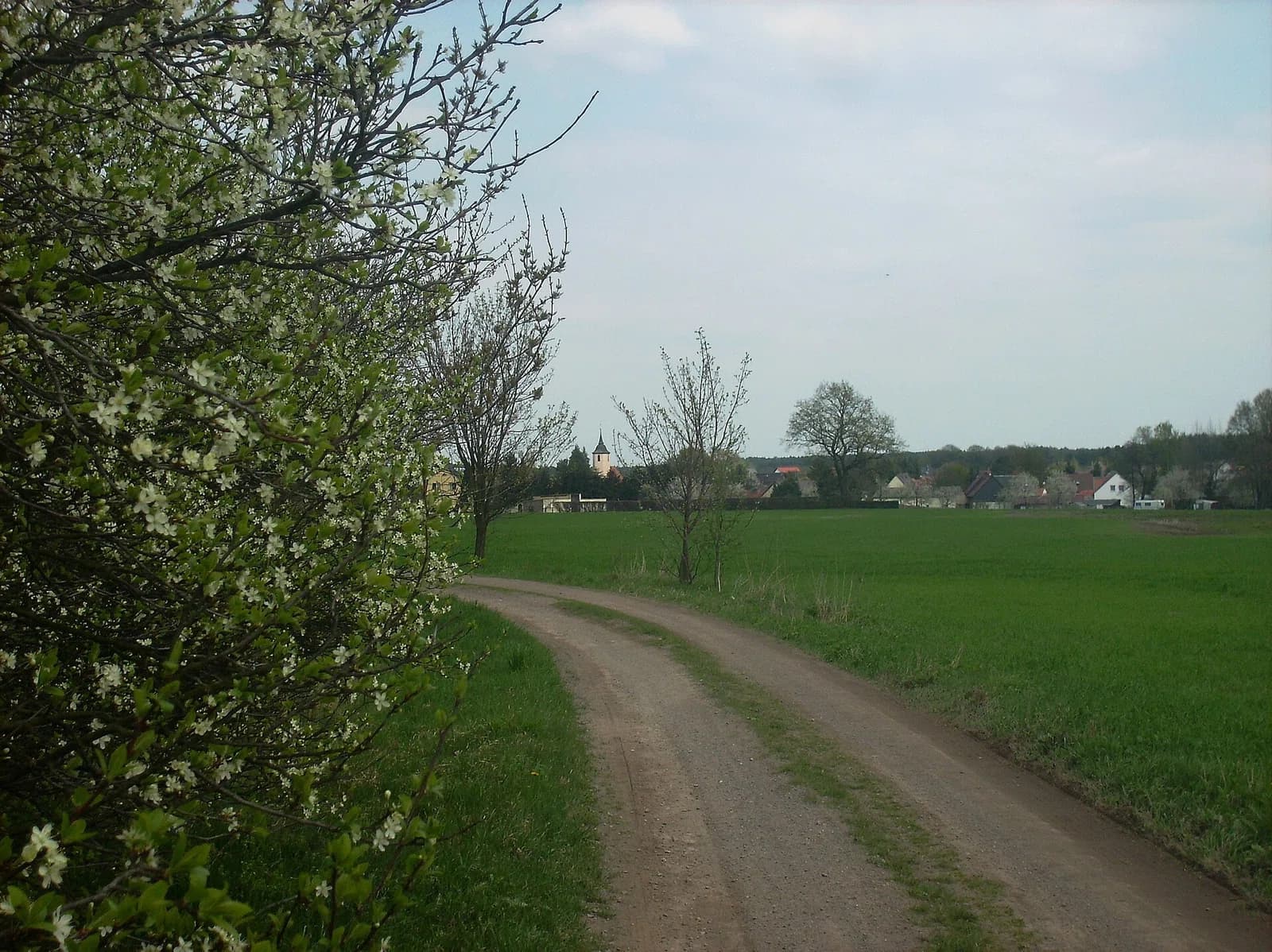 Taura