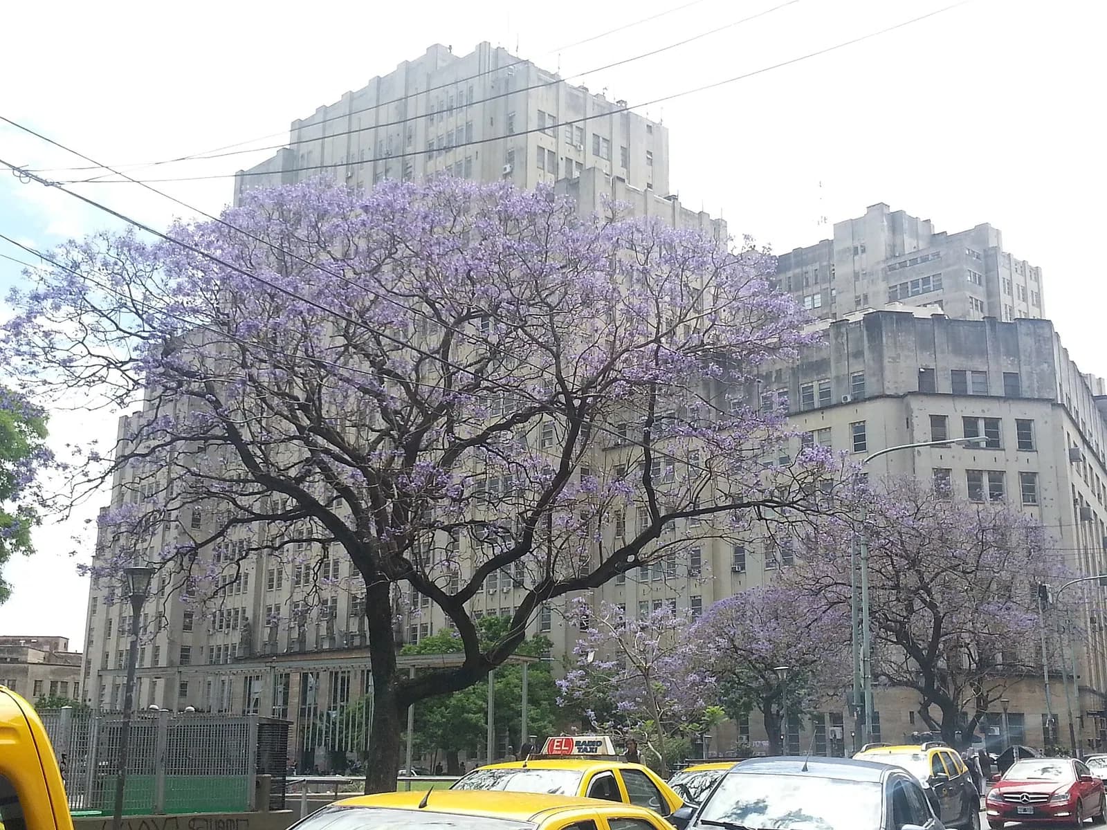 Faculty of Medical Sciences, University of Buenos Aires