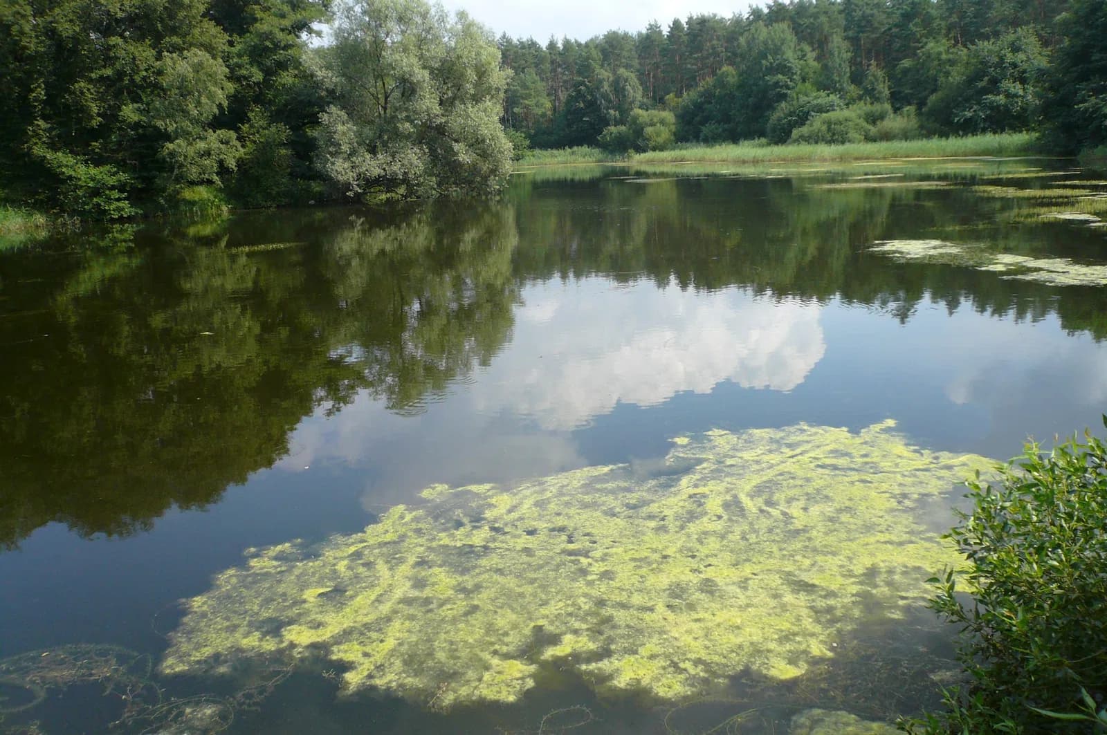 Barnówko