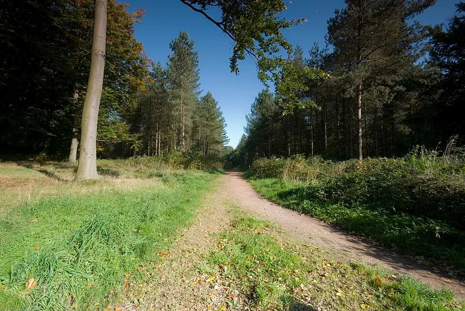 Cannock Chase