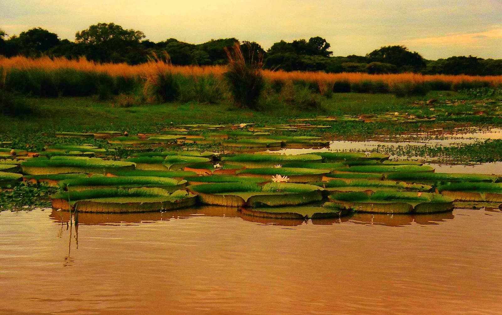 Cayastá
