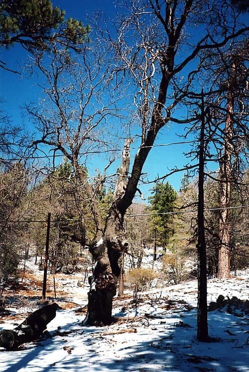 Cleveland National Forest