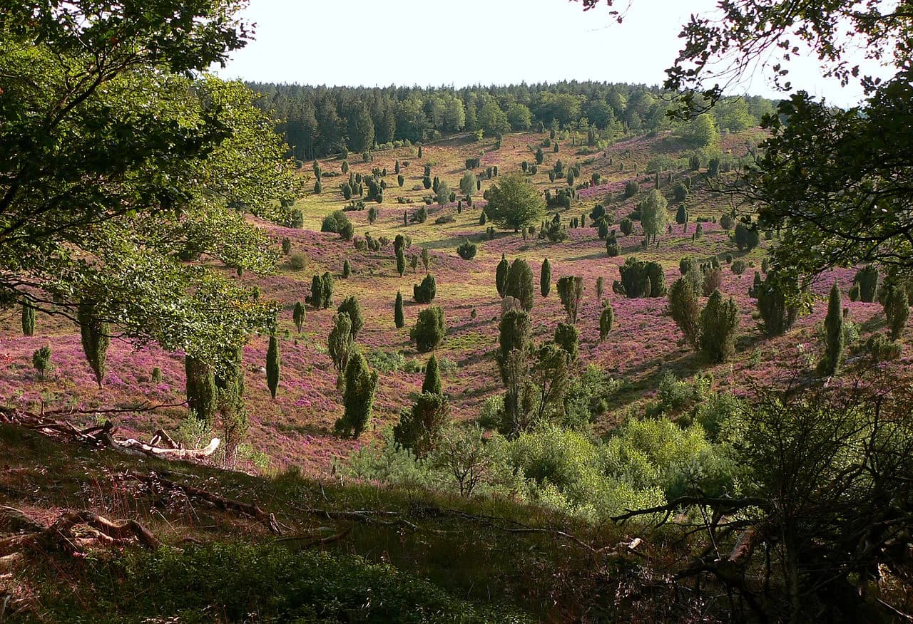 Lüneburg Heath