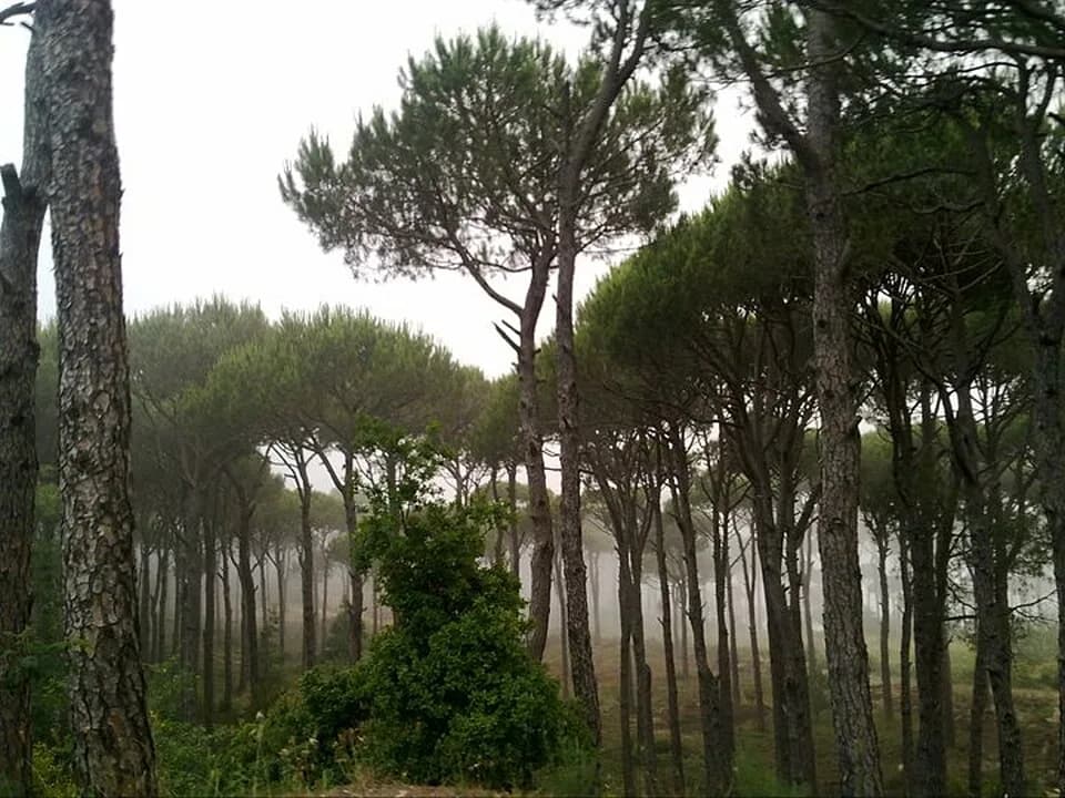 Ras el Matn