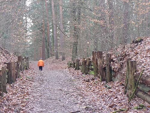Tegeler Forst