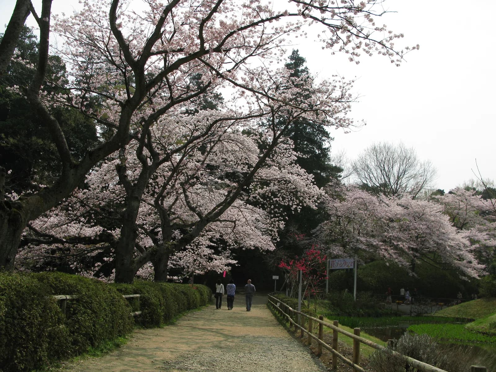 Noda