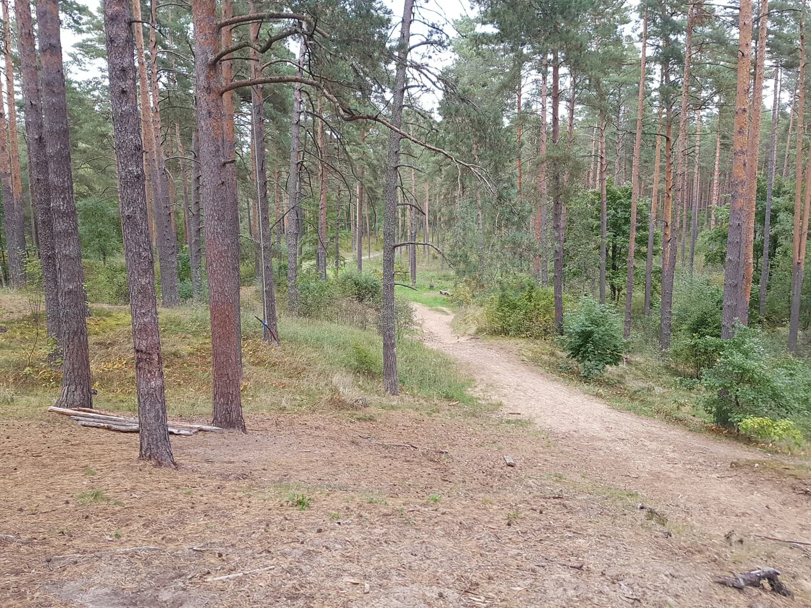 Biķernieki forest