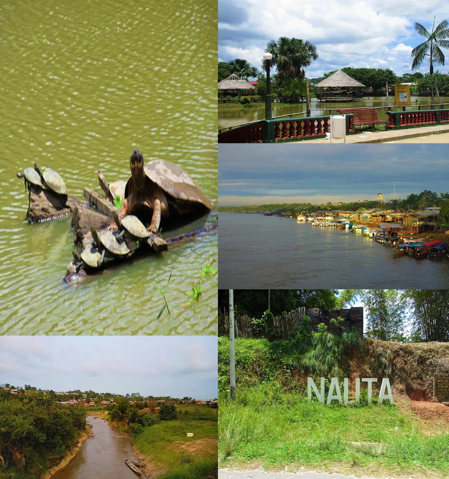 Nauta