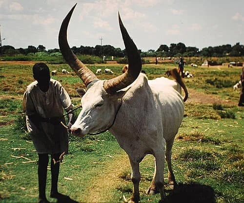 Western Bahr el Ghazal