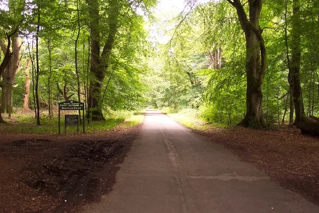 Savernake Forest
