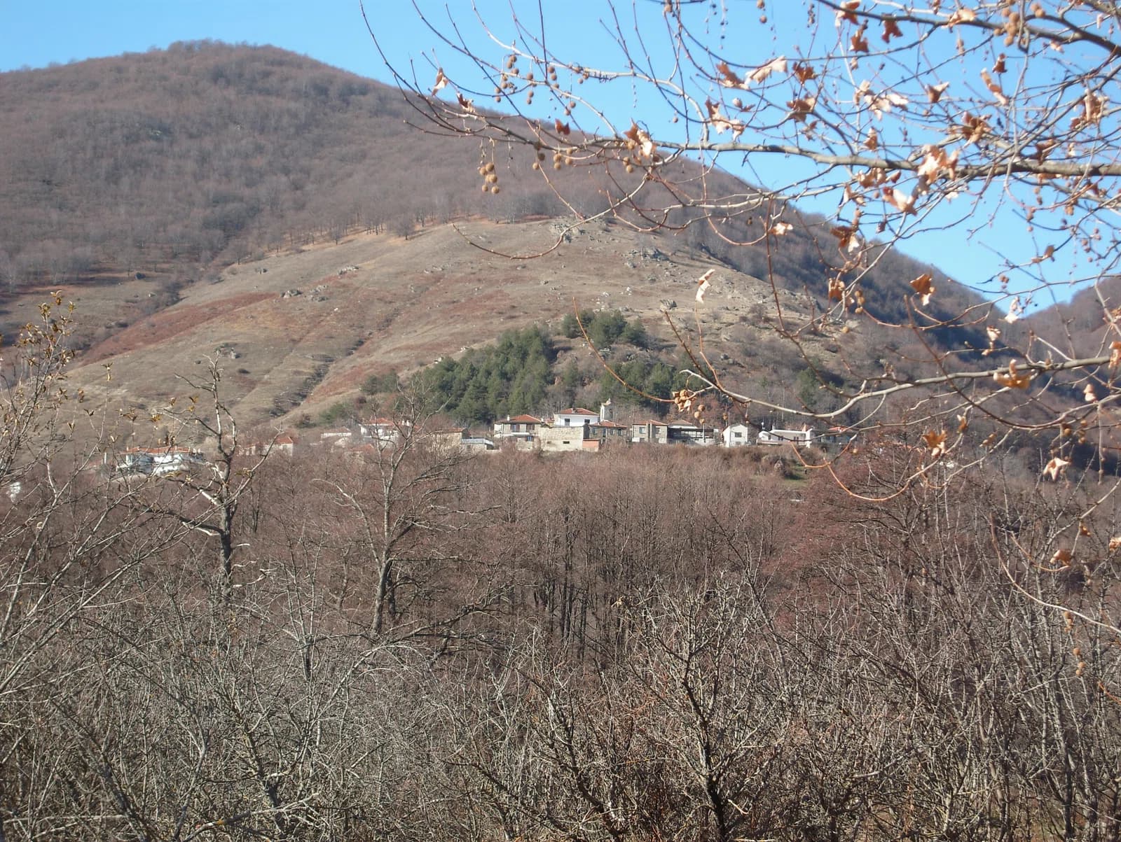 Asprogeia