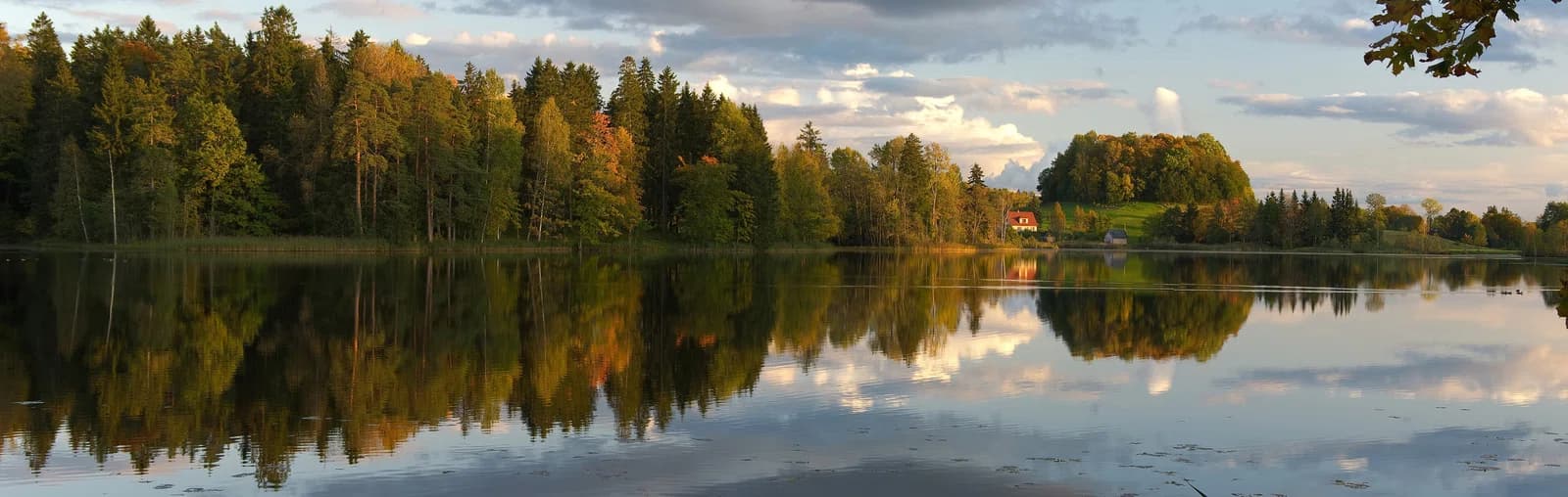 Viitina