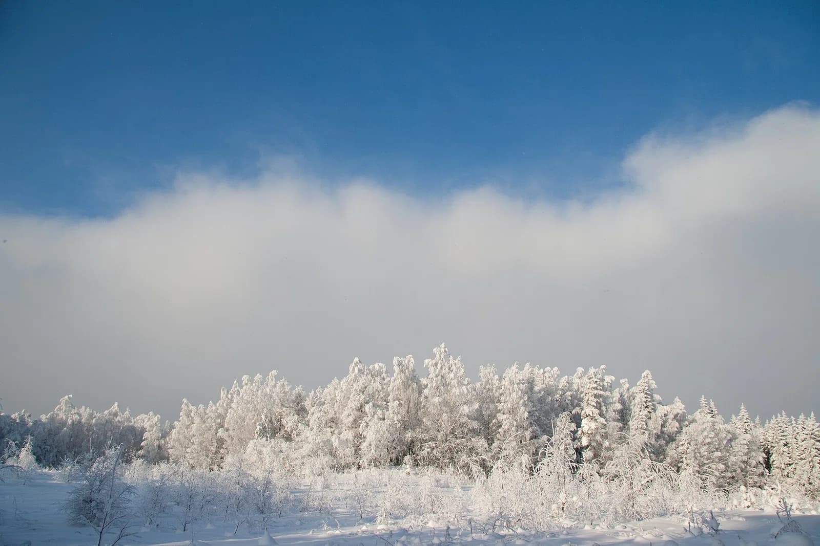 Saarnakõrve