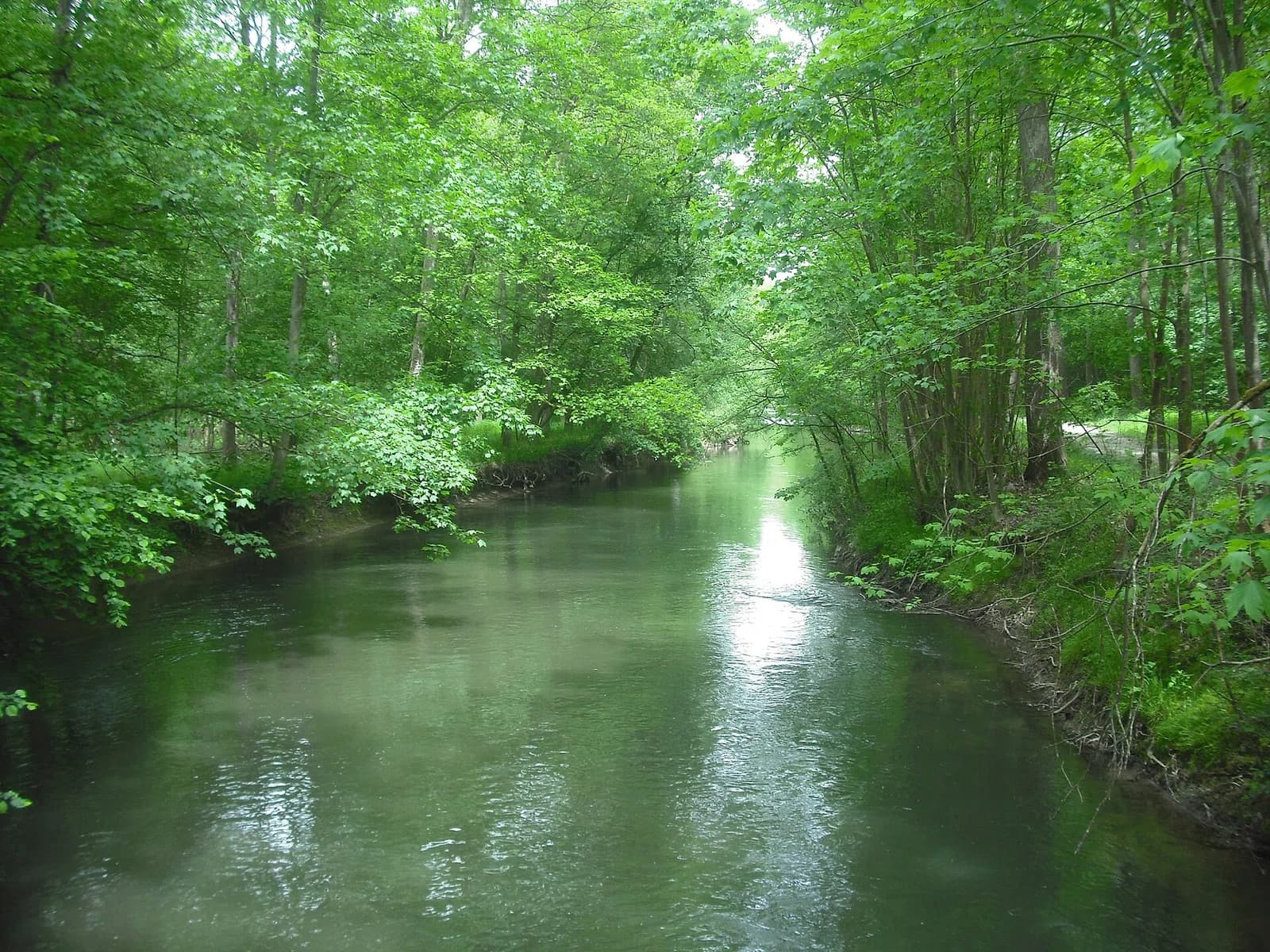 réserve naturelle régionale du Ried de Sélestat, l'Ill*Wald