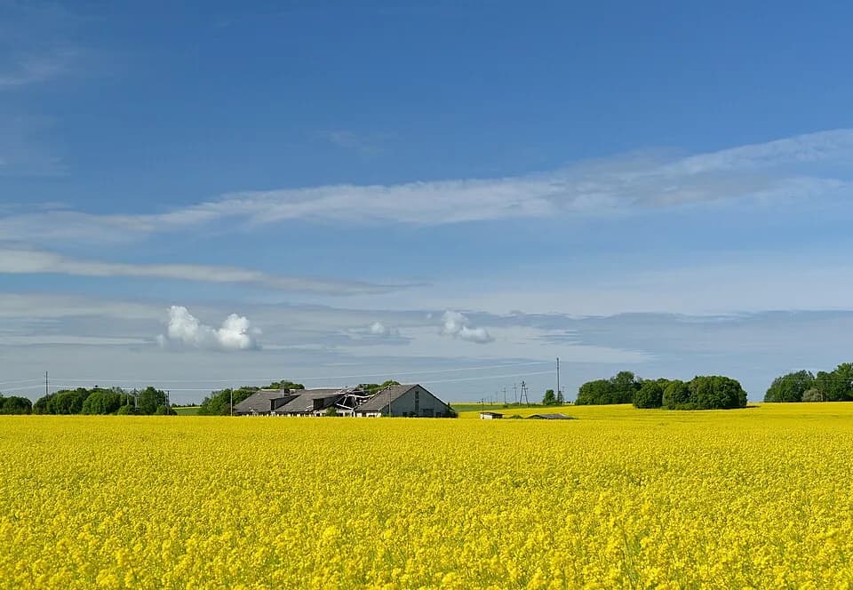 Võipere