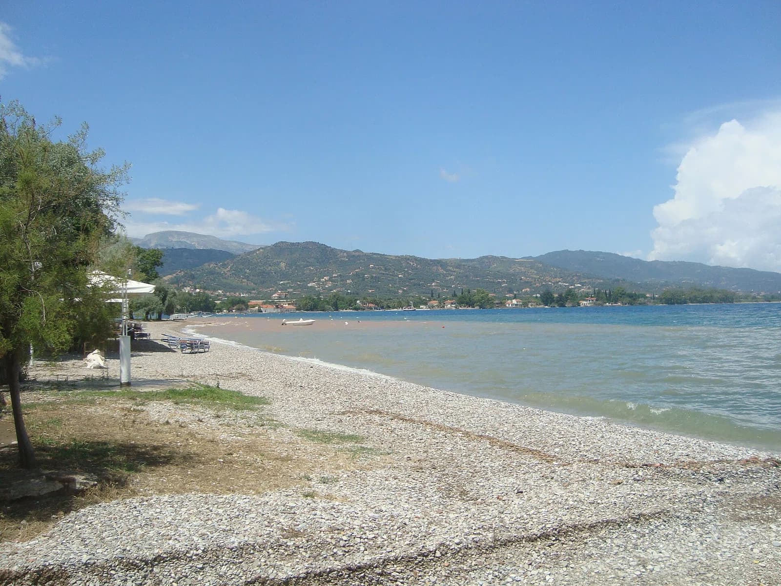 Rododafni