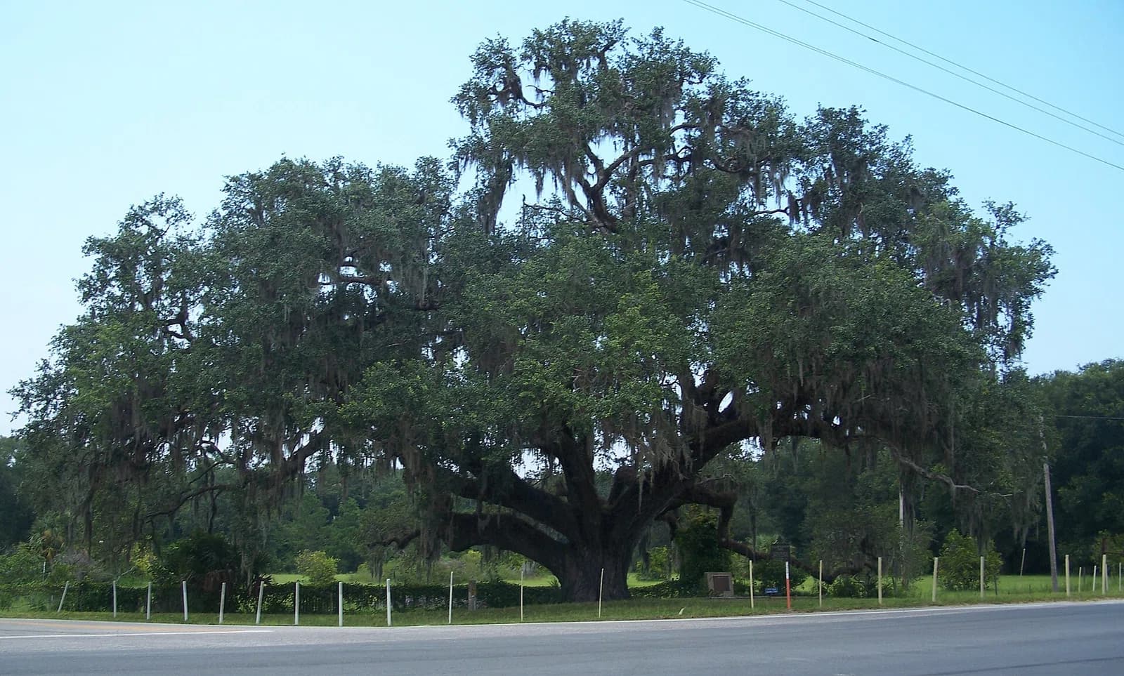 Volusia
