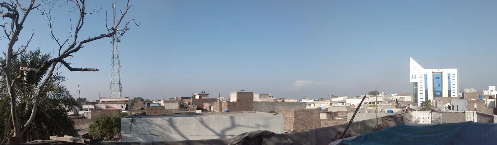 Phalia
